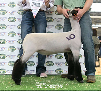 Triple d Genetics Winners